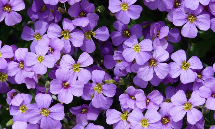 Purple Rock Cress: A Guide to Aubrieta