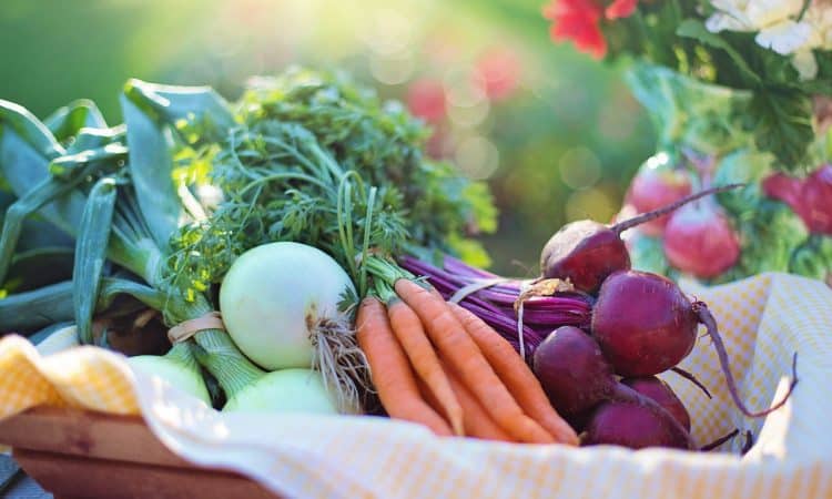 Gathering Summer Vegetables at Harvest Time